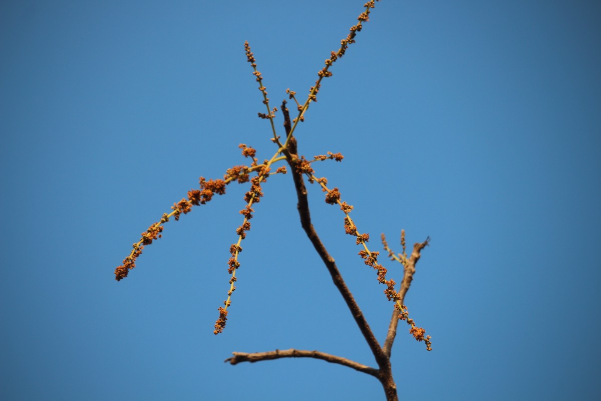 Lannea coromandelica (Houtt.) Merr